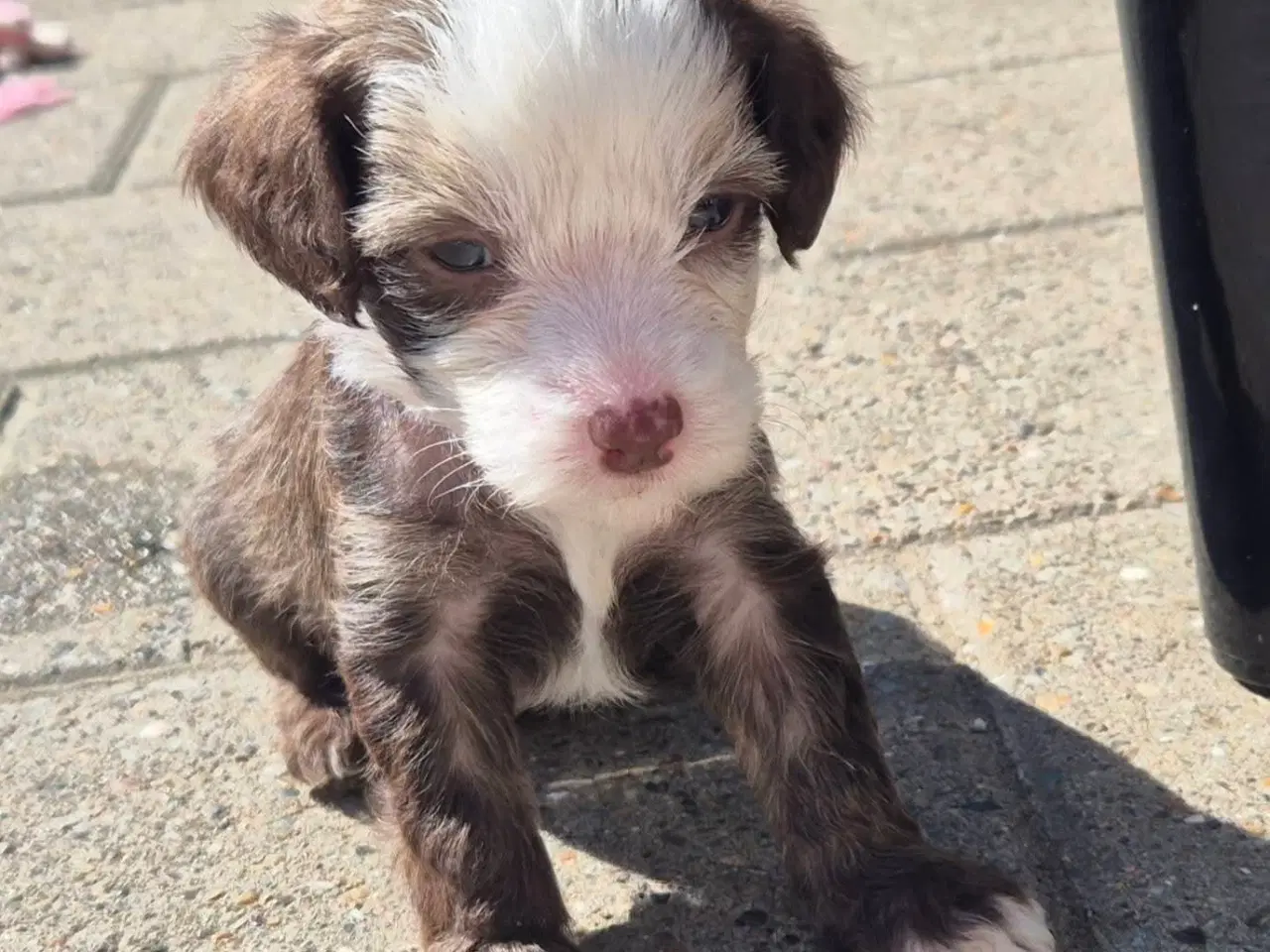 Billede 4 - Hunde hvalpe