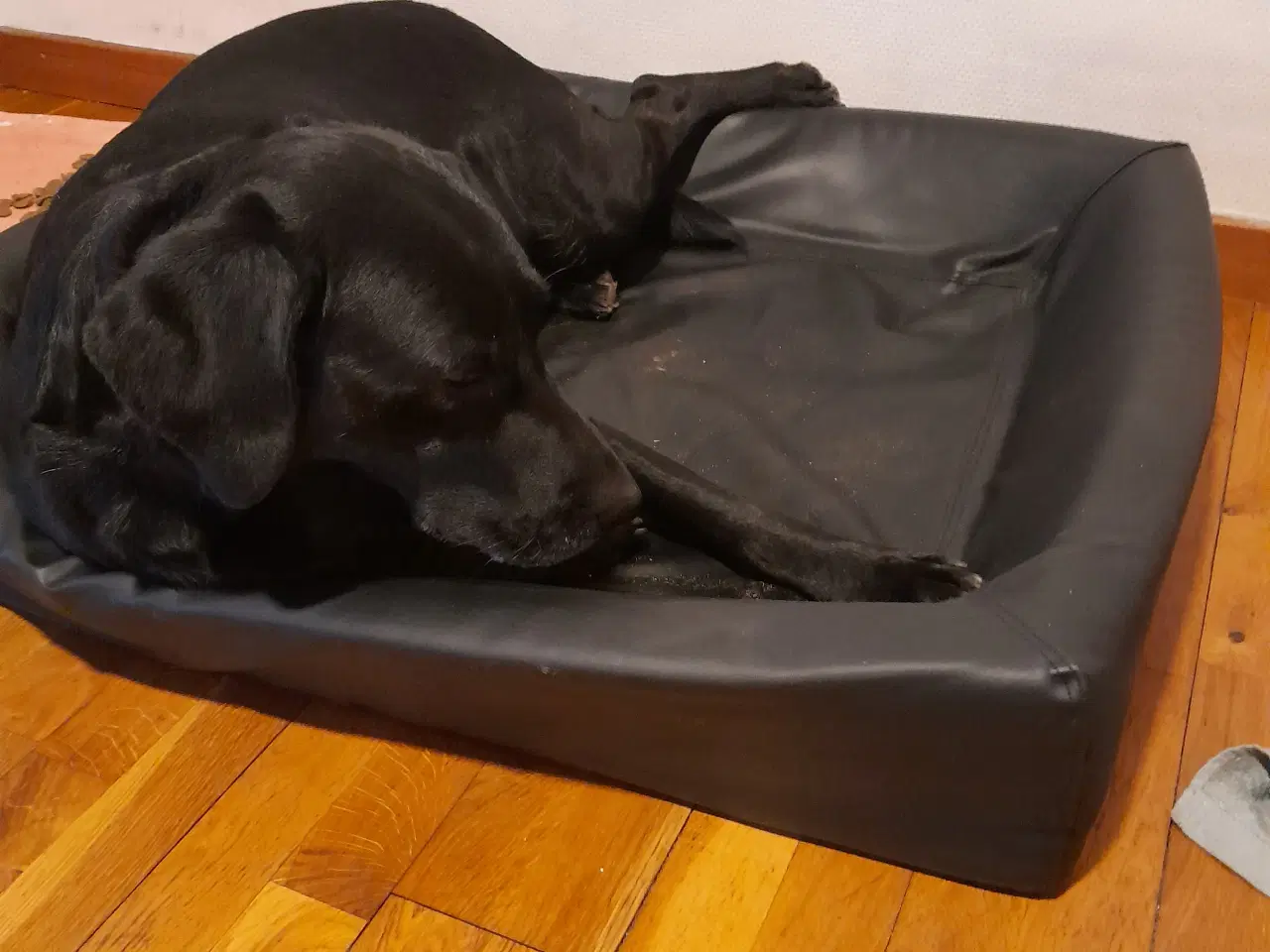 Billede 1 - søger hanhund