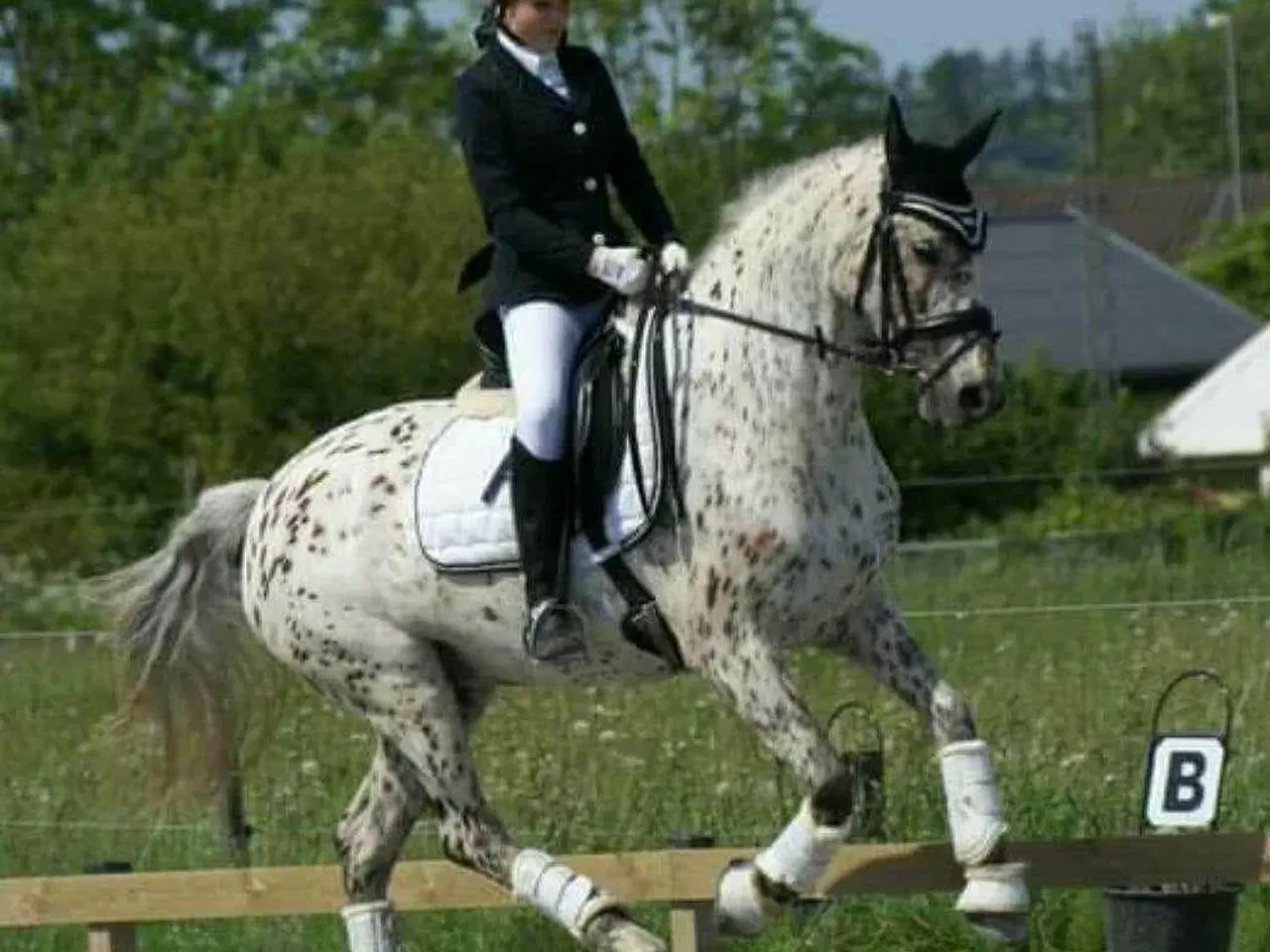 Billede 12 - Dansk Sports Pony 