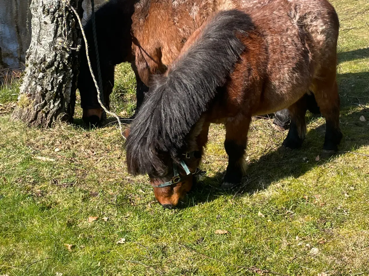 Billede 10 - Shetlænder ponyer sælges