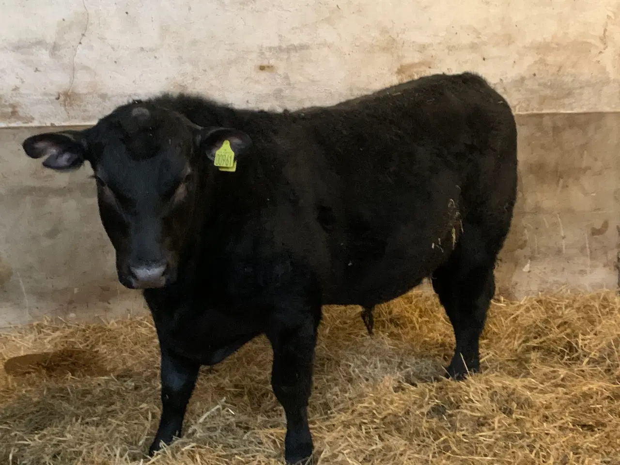 Billede 1 - Angus tyr og hø rundballer 