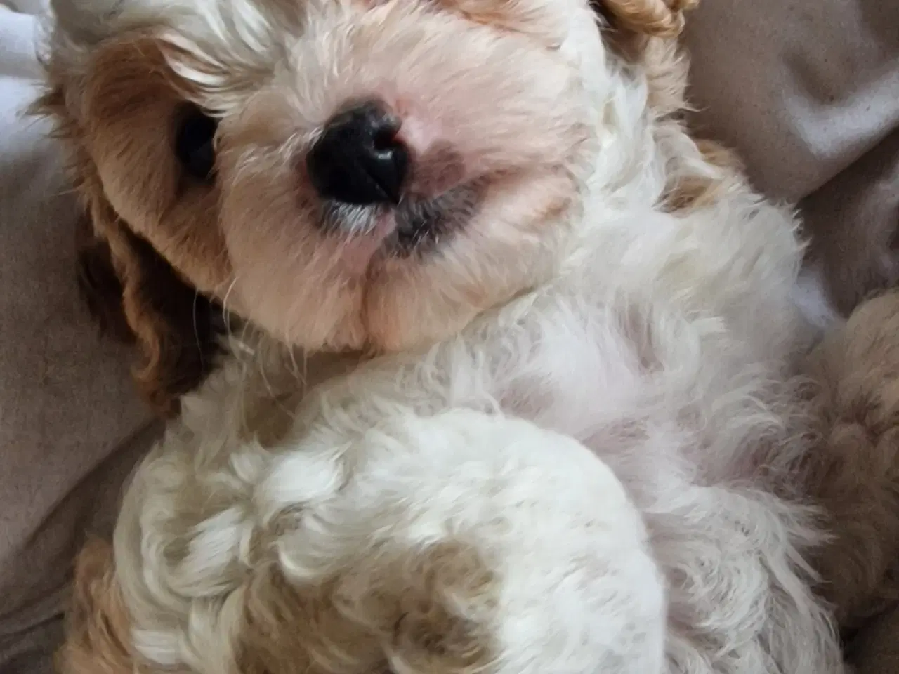 Billede 5 - Cavapoo hvalpe