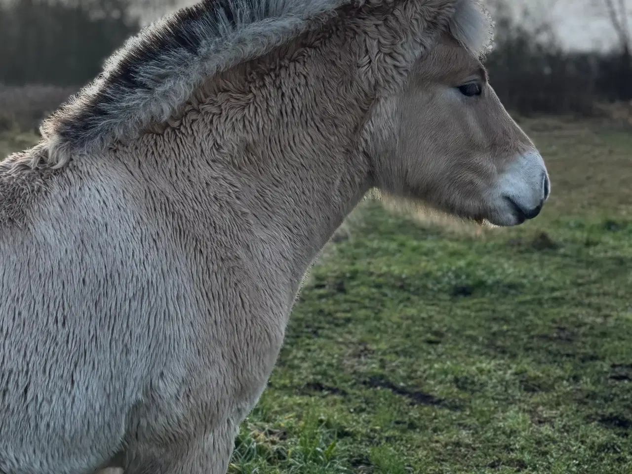 Billede 2 - Fjordhest hingsteføl fra 2025