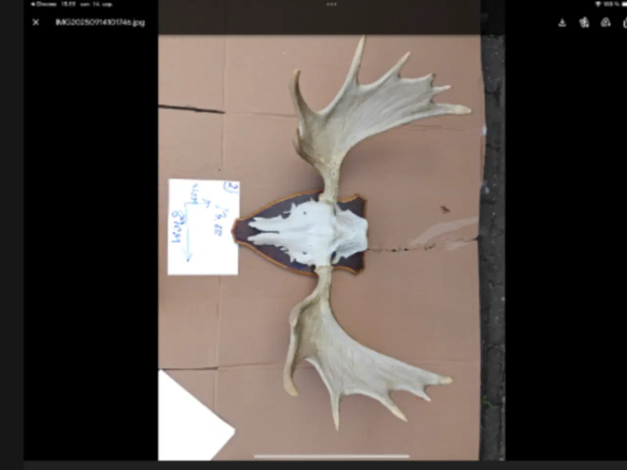 Billede 4 - Elg gevirer fra jagtophør,sælges Byd gerne