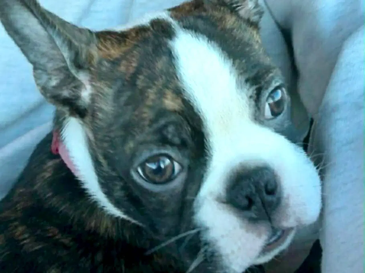 Billede 3 - Udstationering søges – Boston Terrier tævehvalp