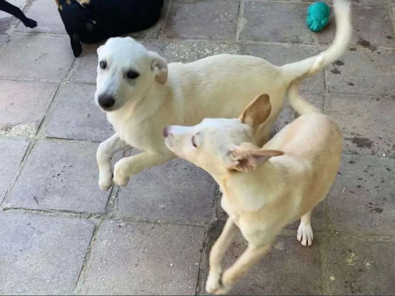 Billede 11 - Vidunderlige Lotus søger sin helt egen familie 🥰