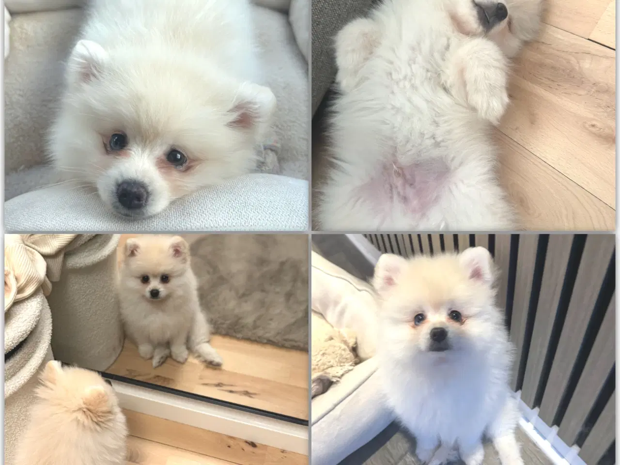 Billede 2 - Verdens sødeste Pomeranian dreng søger nyt hjem 💙