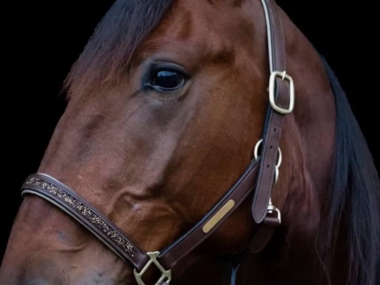 Billede 3 - Sødeste vallak 