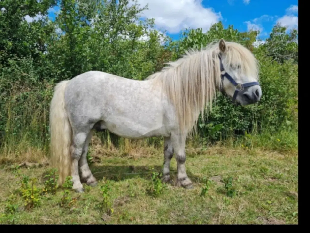 Billede 2 - Bedækning/sommergræs v Shetlænder Hingst