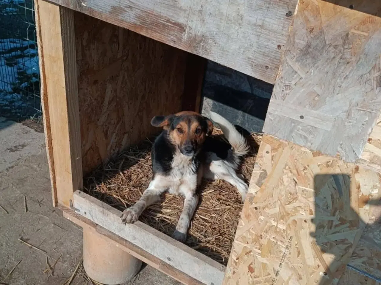 Billede 8 - Lola - kærlig glad ung hund