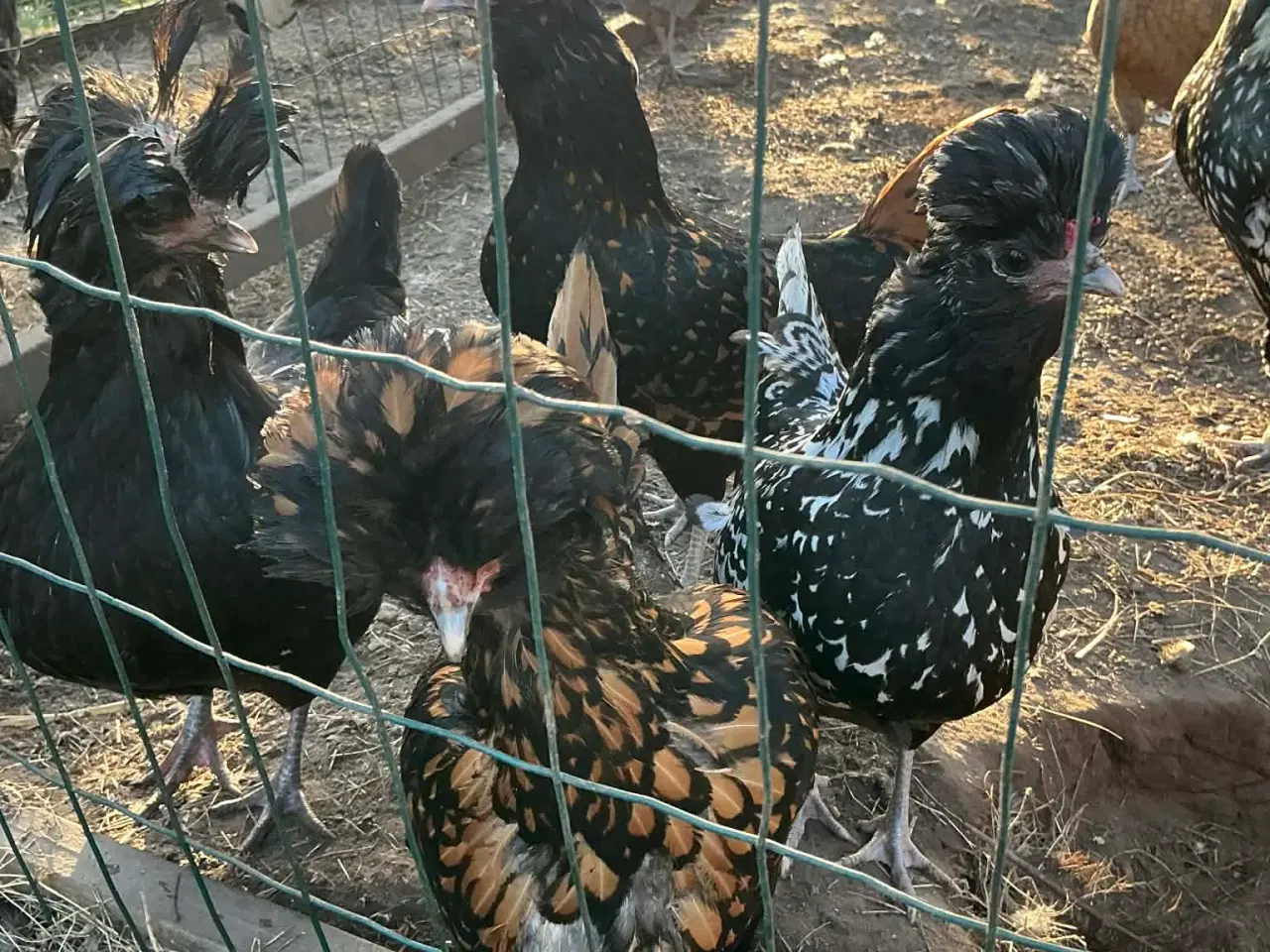 Billede 2 - EKSTREMT PRODUKTIVE - Rugeæg fra dværghøns