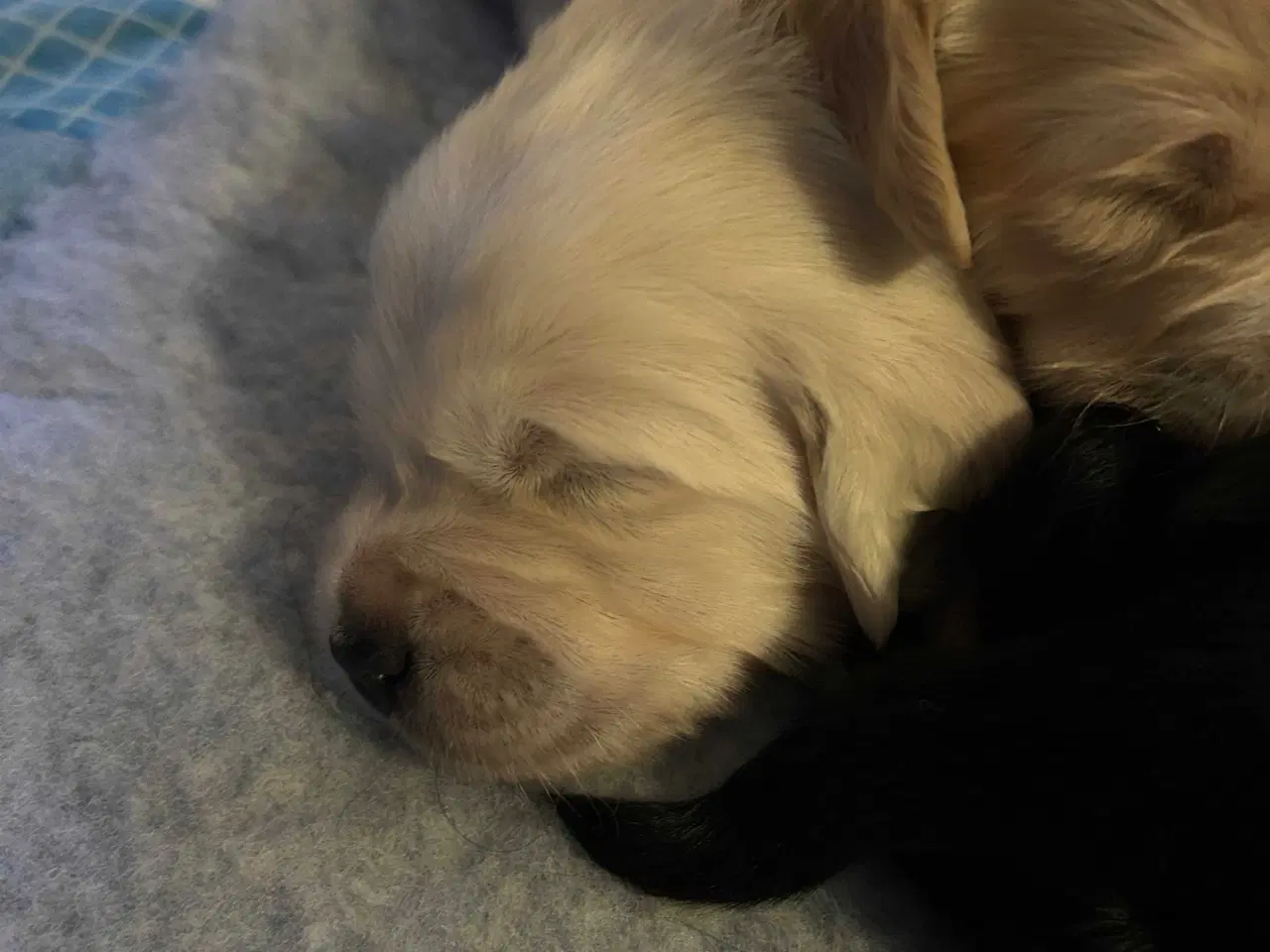 Billede 1 - Golden Retriever/ Tysk langhåret Labrador hvalpe