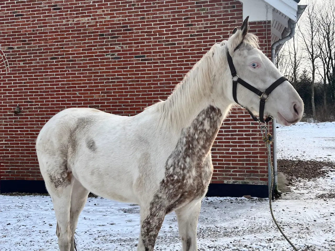 Billede 8 - Western hest, vallak, Pinewood Thunder