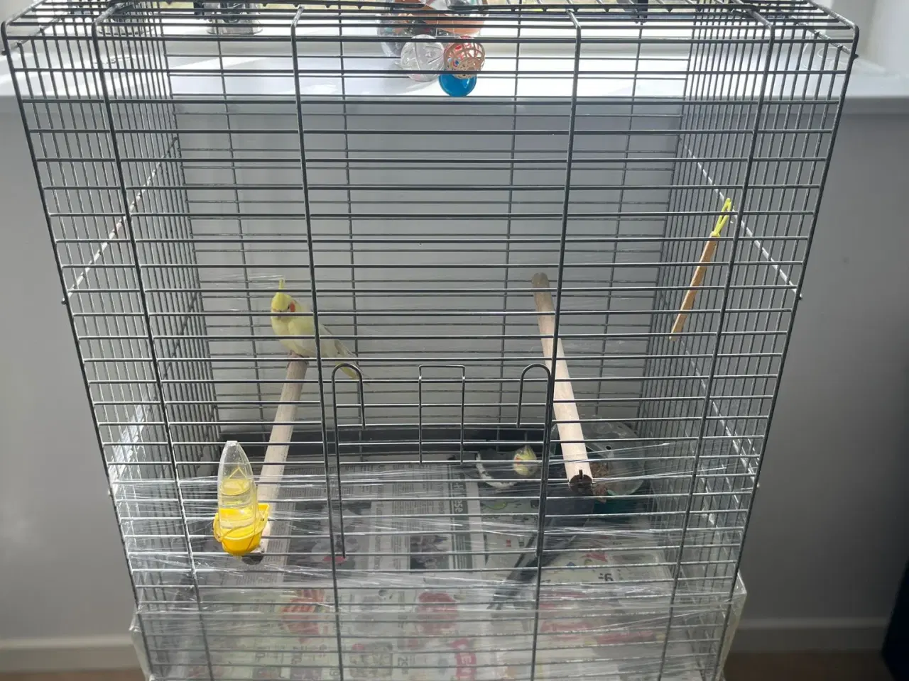 Billede 6 - Gambar Burung, Cockatiel.