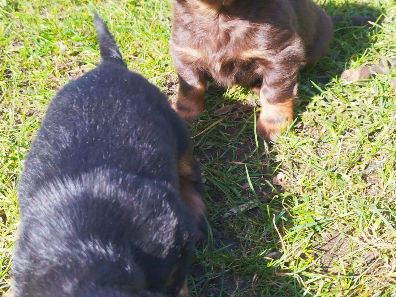 Billede 2 - GRAVHUNDE HVALPE LANGHÅRET DVÆRG