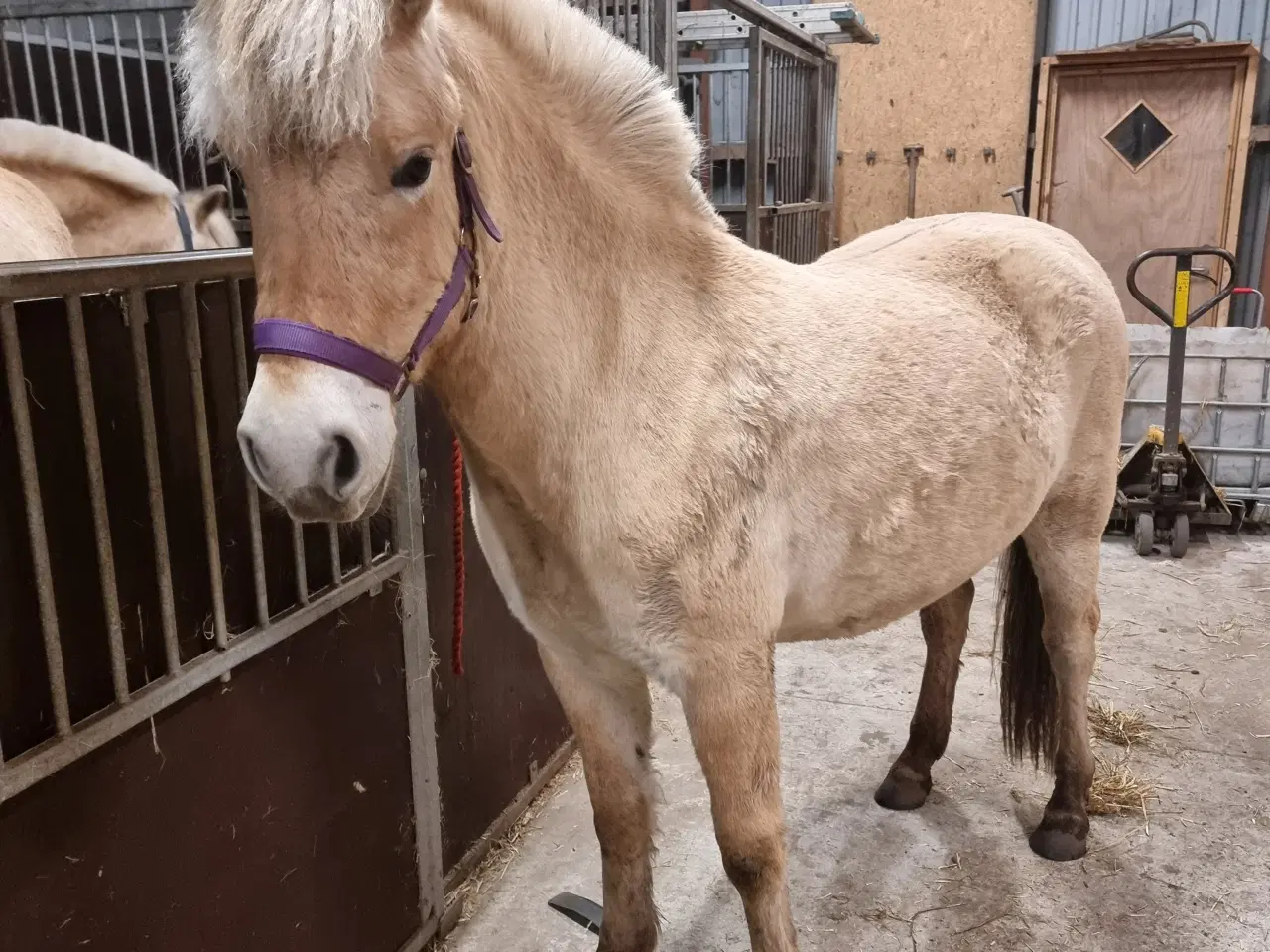 Billede 2 - Fjordhest hoppe 2 år