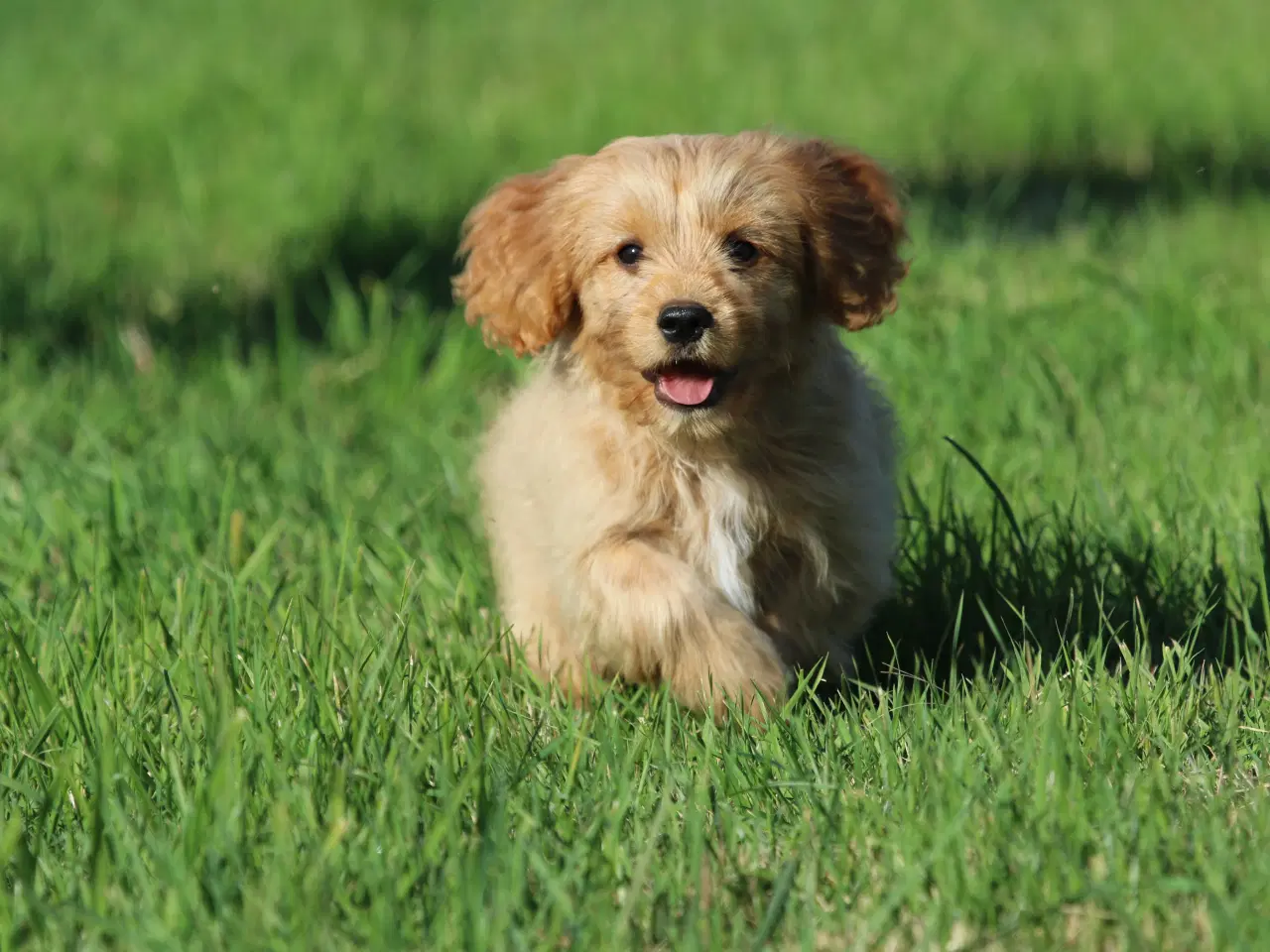 Billede 7 - Cavalier King Charles Spaniel