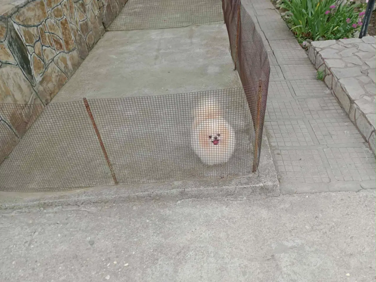 Billede 10 - Pomeranian hvalpe