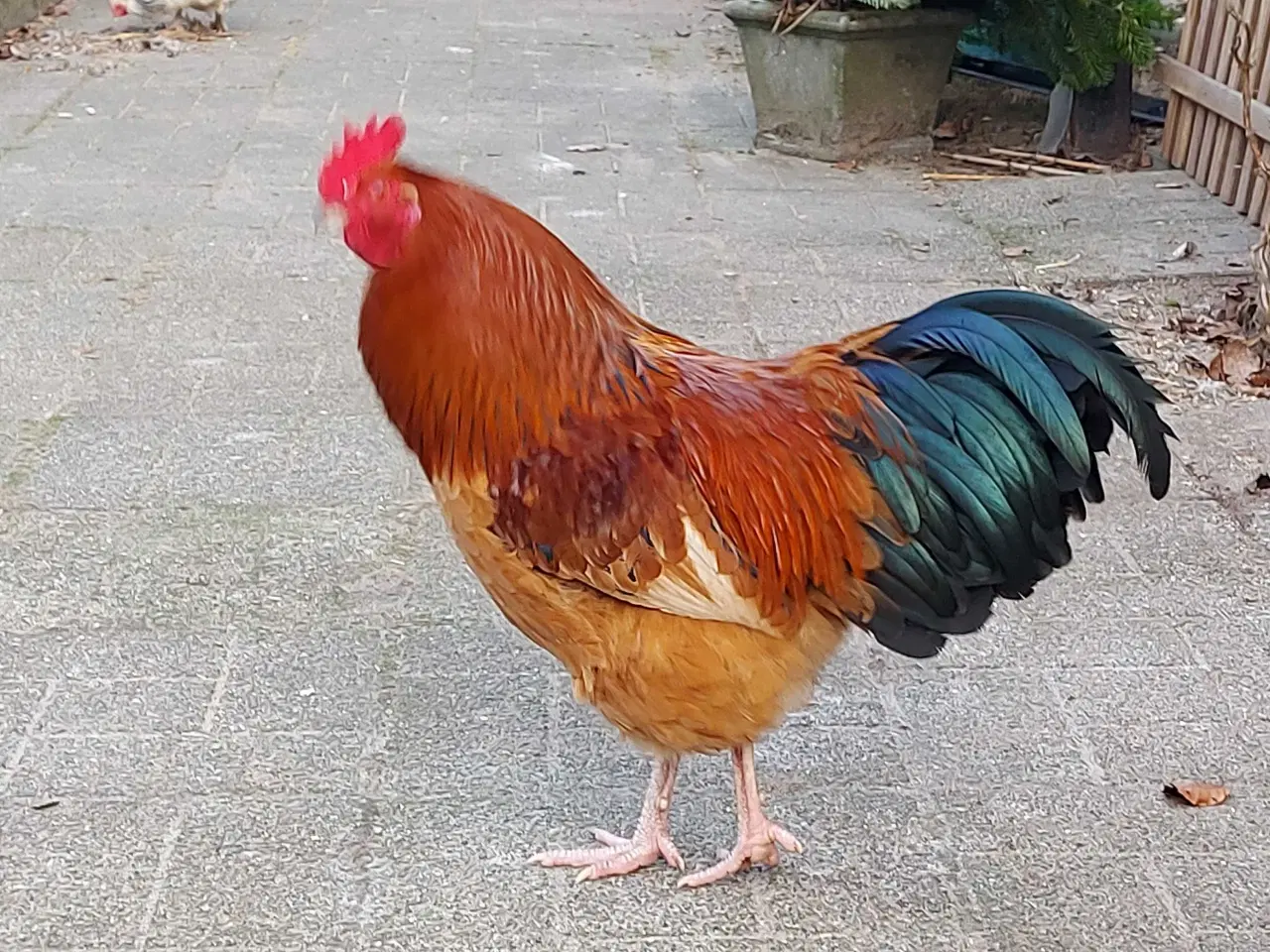 Billede 2 - To flotte haner 