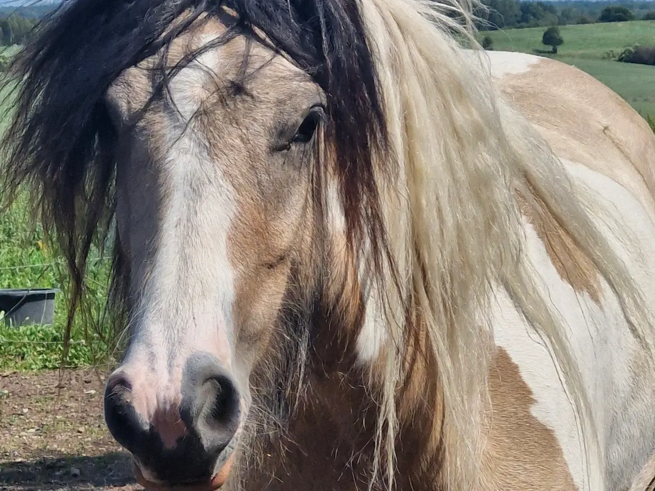 Billede 2 - Smuk Irish Cob hoppe