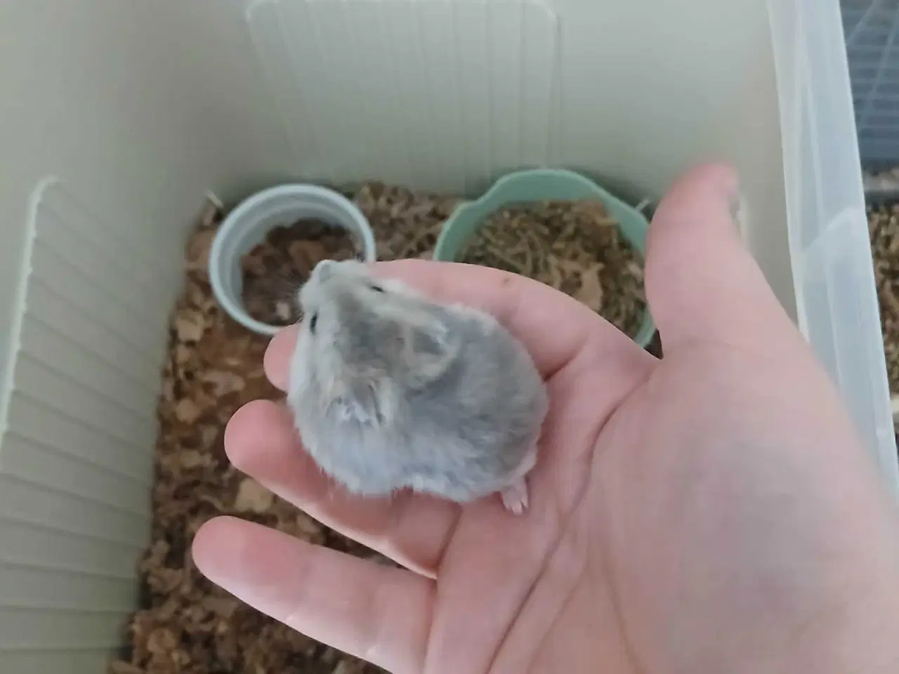 Billede 4 - Dværghamster unger 