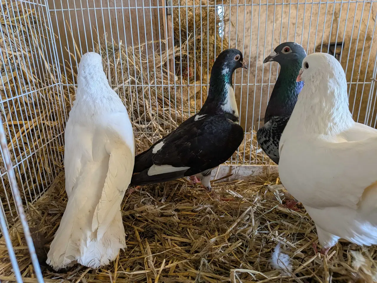 Billede 8 - 10 krydsning duer