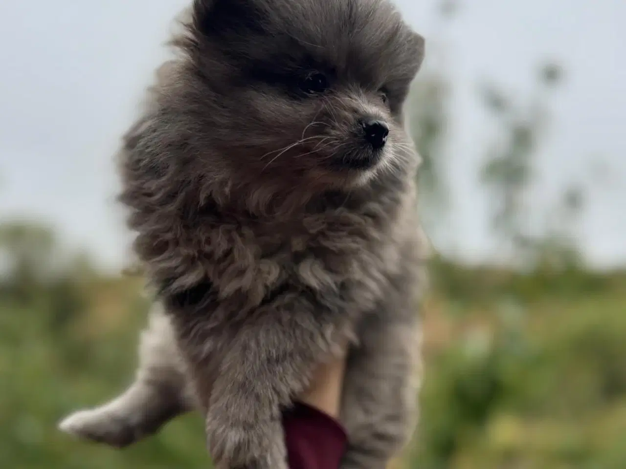 Billede 4 - Pomeranian 