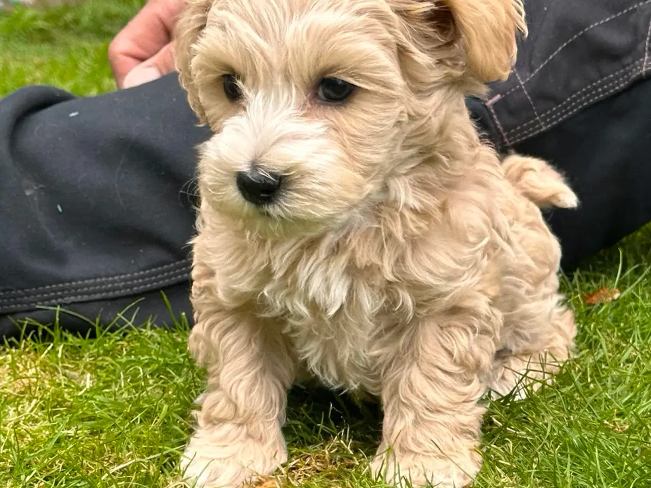 Billede 4 - Maltipoo stueopdræt af DNA testede forældre