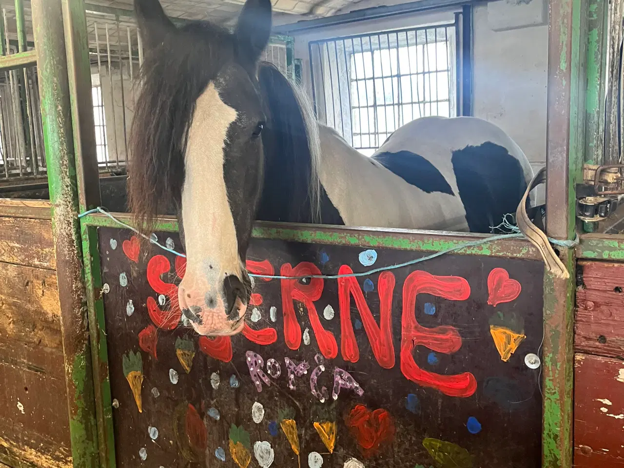 Billede 5 - Lækker kone hest