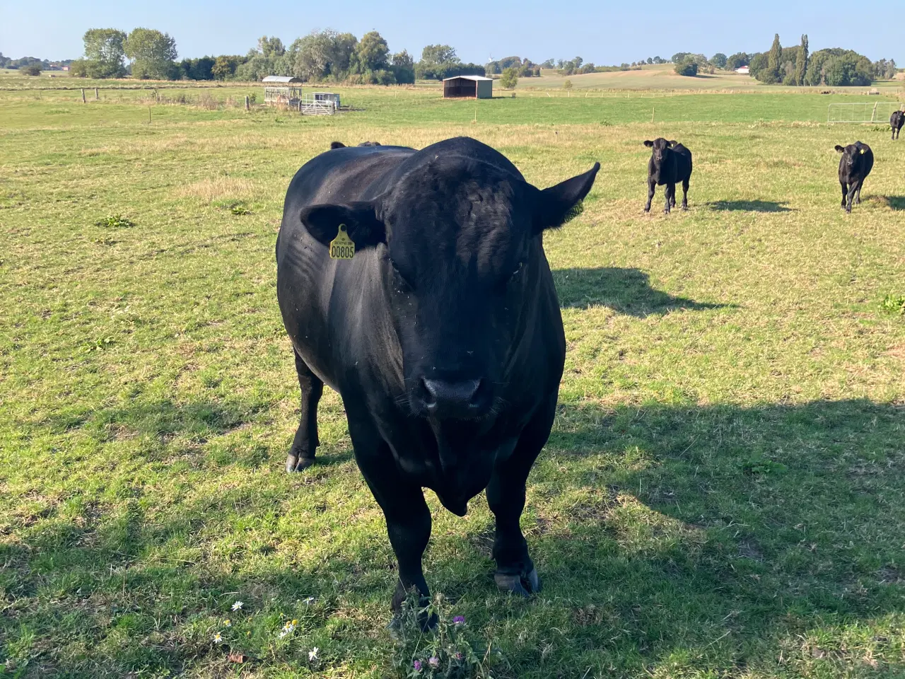 Billede 1 - Angus foldtyr Valdemar