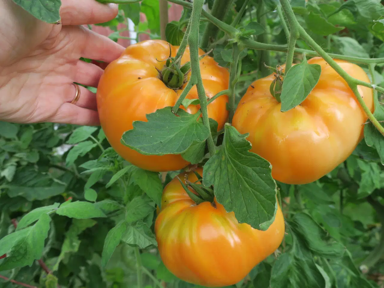 Billede 2 - Tomatfrø