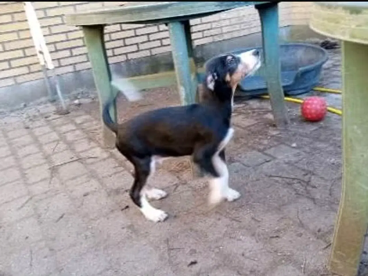 Billede 8 - Søde og aktive Dobermann blandingshvalpe