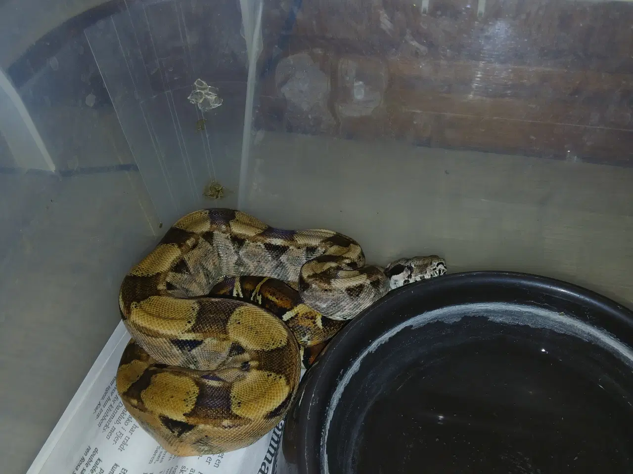 Billede 1 - 1.2 kongeboa