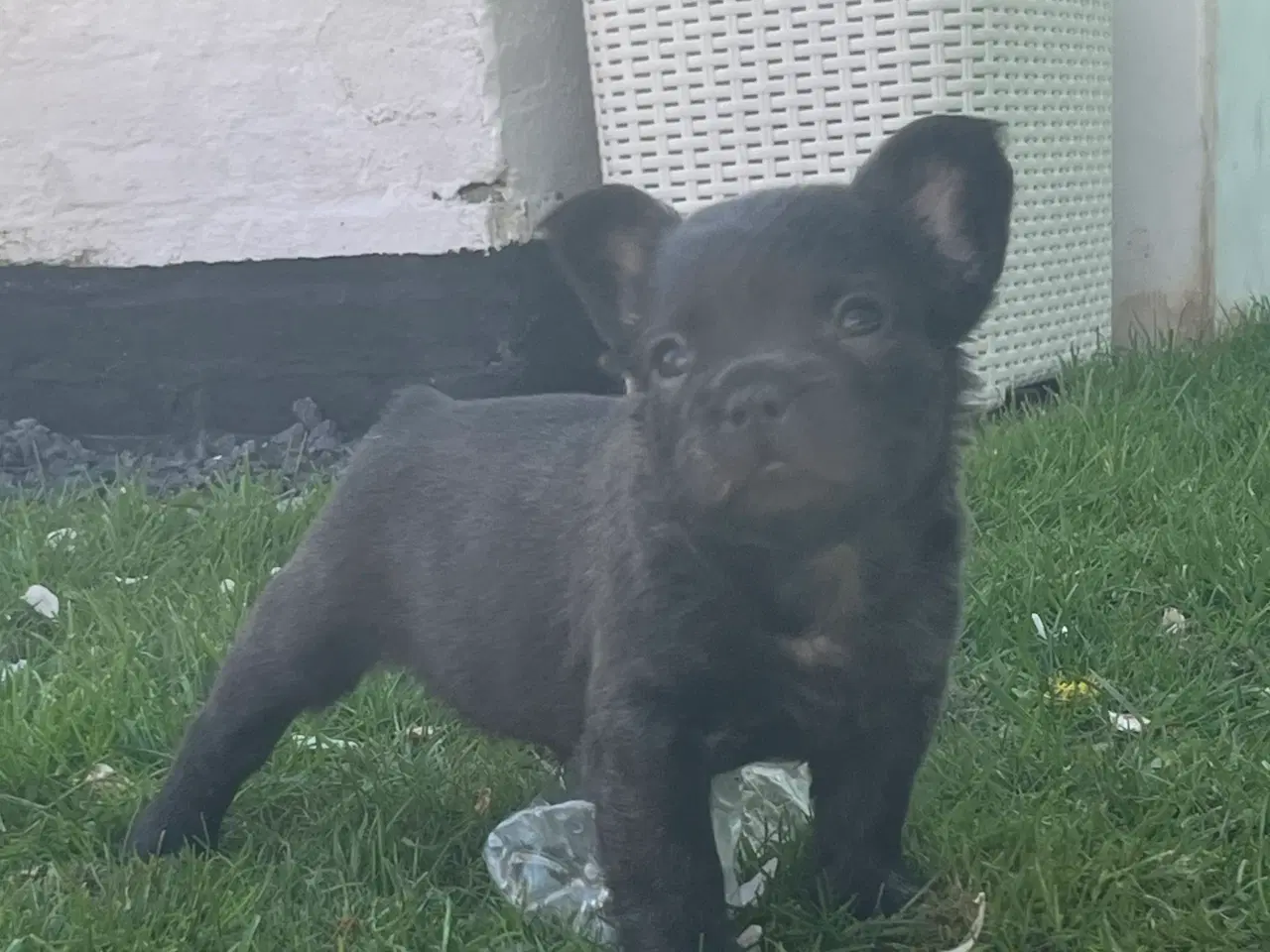 Billede 2 - Fluffy fransk bulldog med stsmtsvle