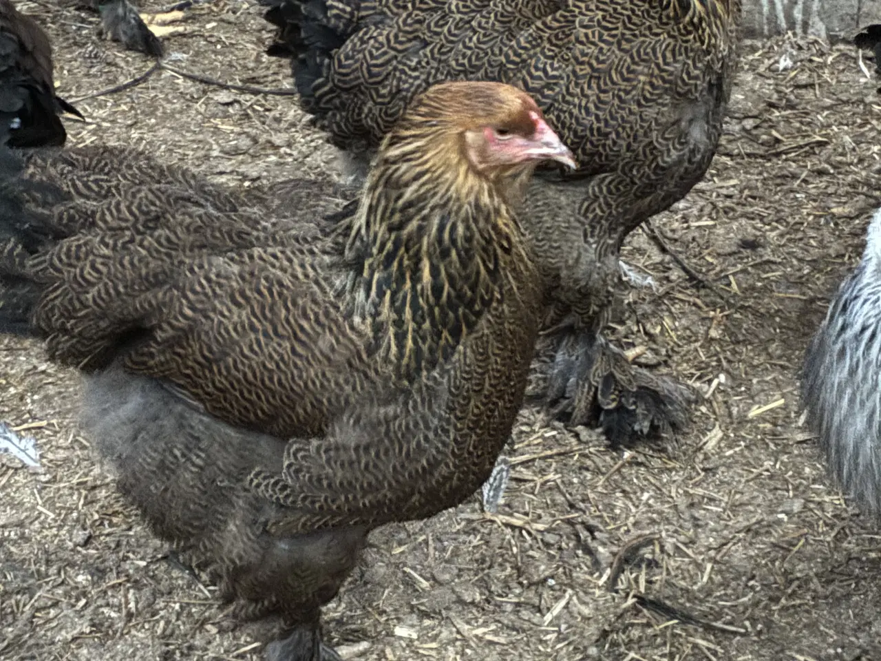 Billede 1 - Brahma i stort race