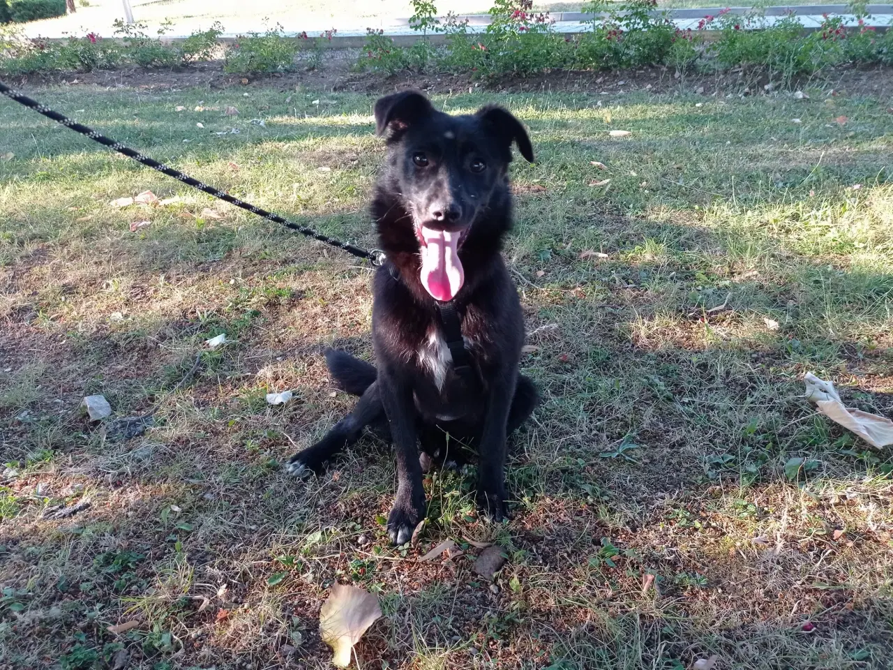 Billede 6 - Negra - 7 kg - 1,5 år