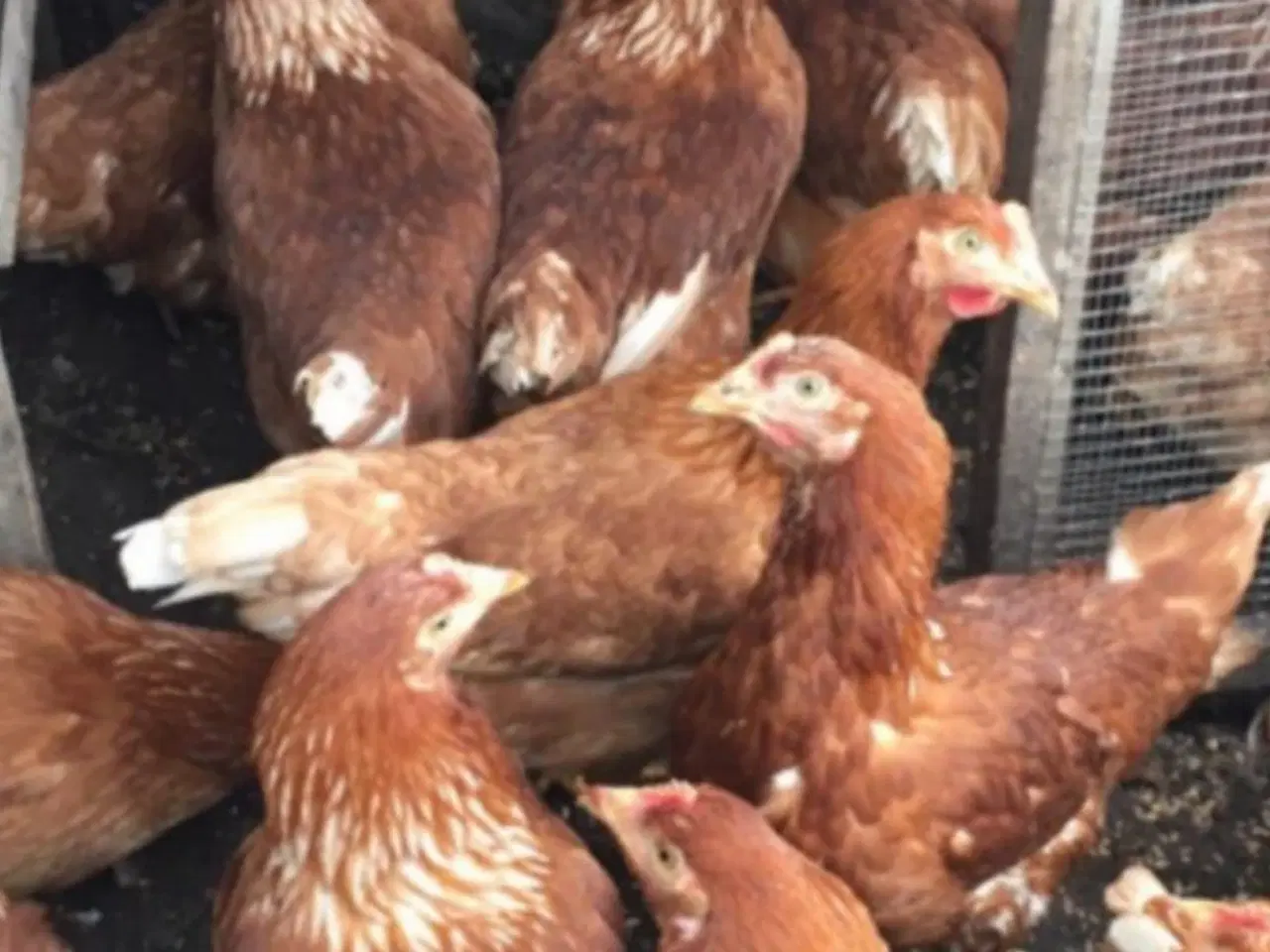 Billede 1 - Røde amerikanere  21 uge