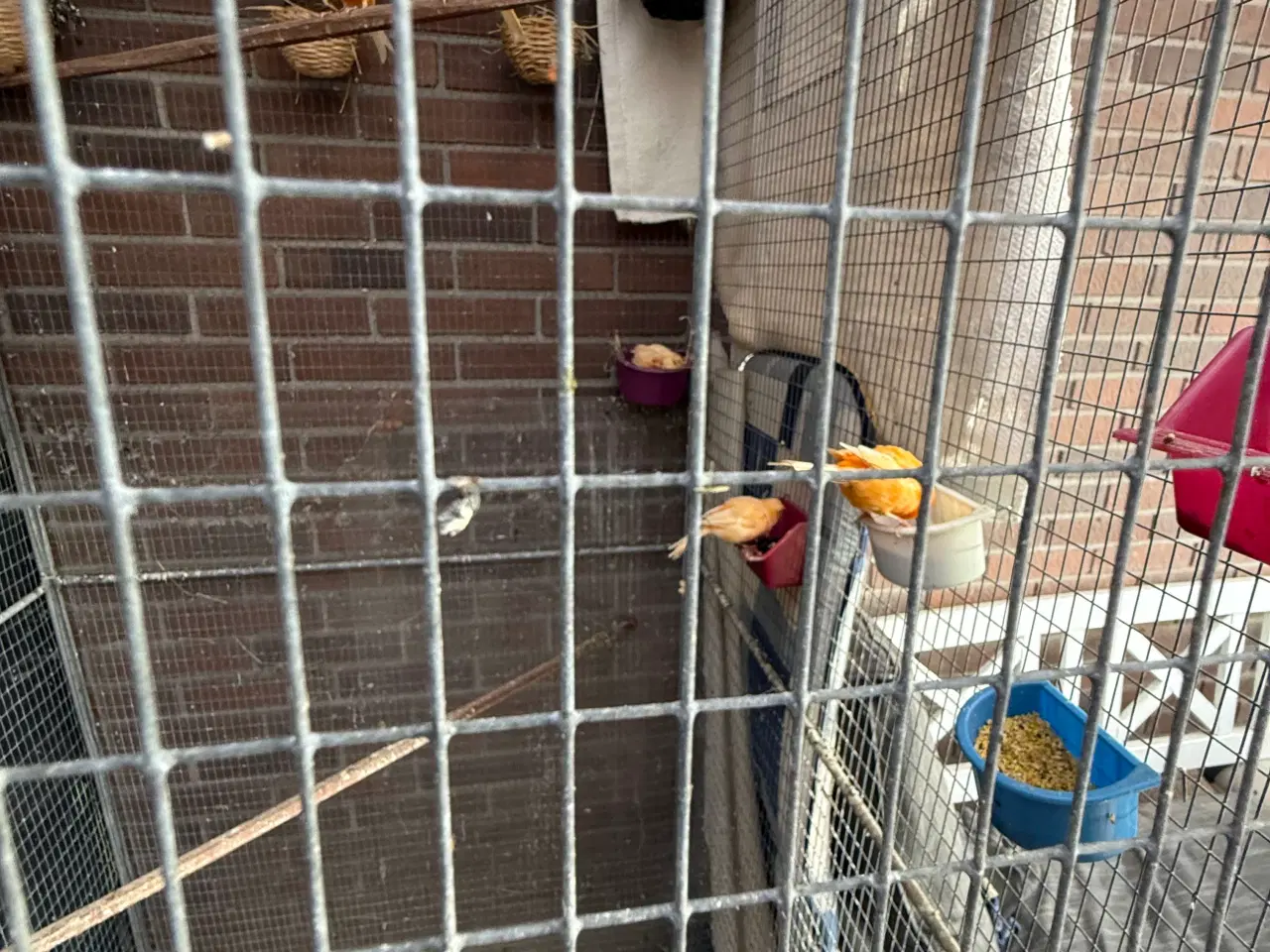 Billede 6 - Unge Kanariefugle 