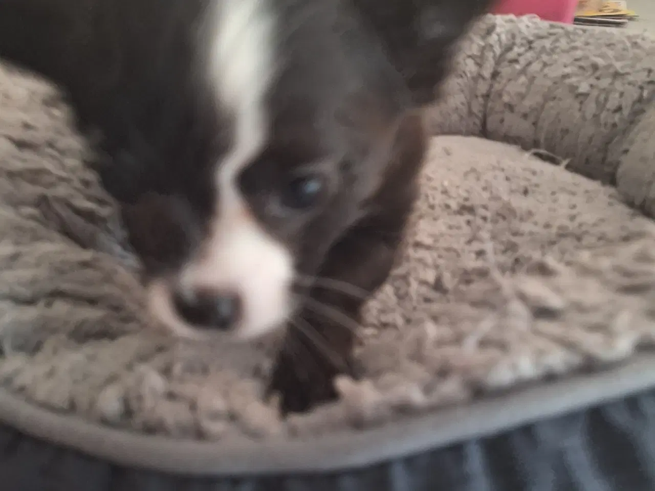 Billede 5 - papilion /chihuahua