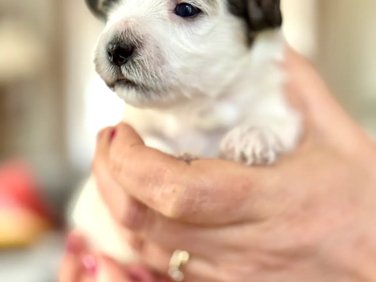 Billede 3 - Mini Maltipoo hvalpe.