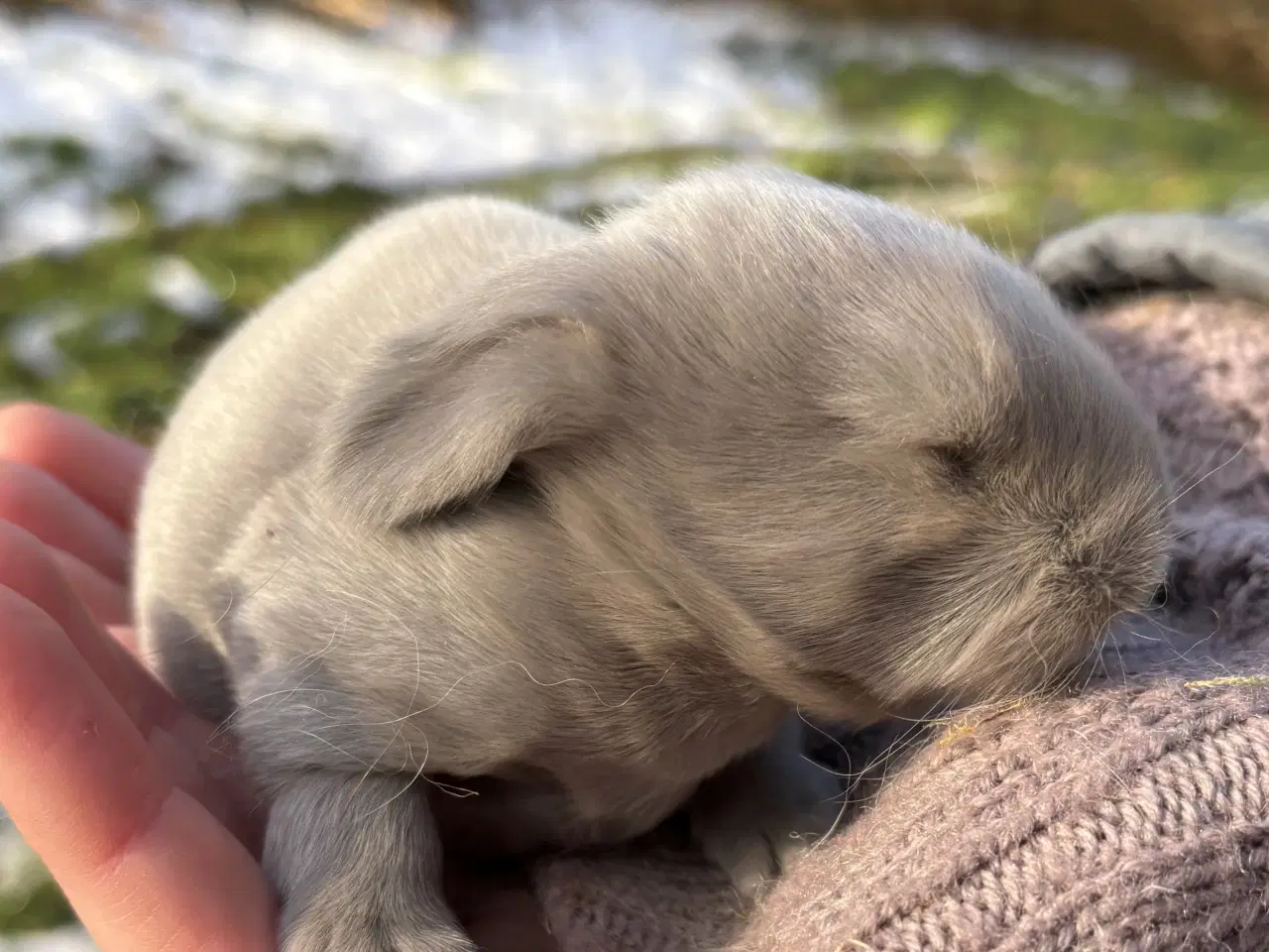Billede 3 - FRANSK VÆDDER HAN EGERN