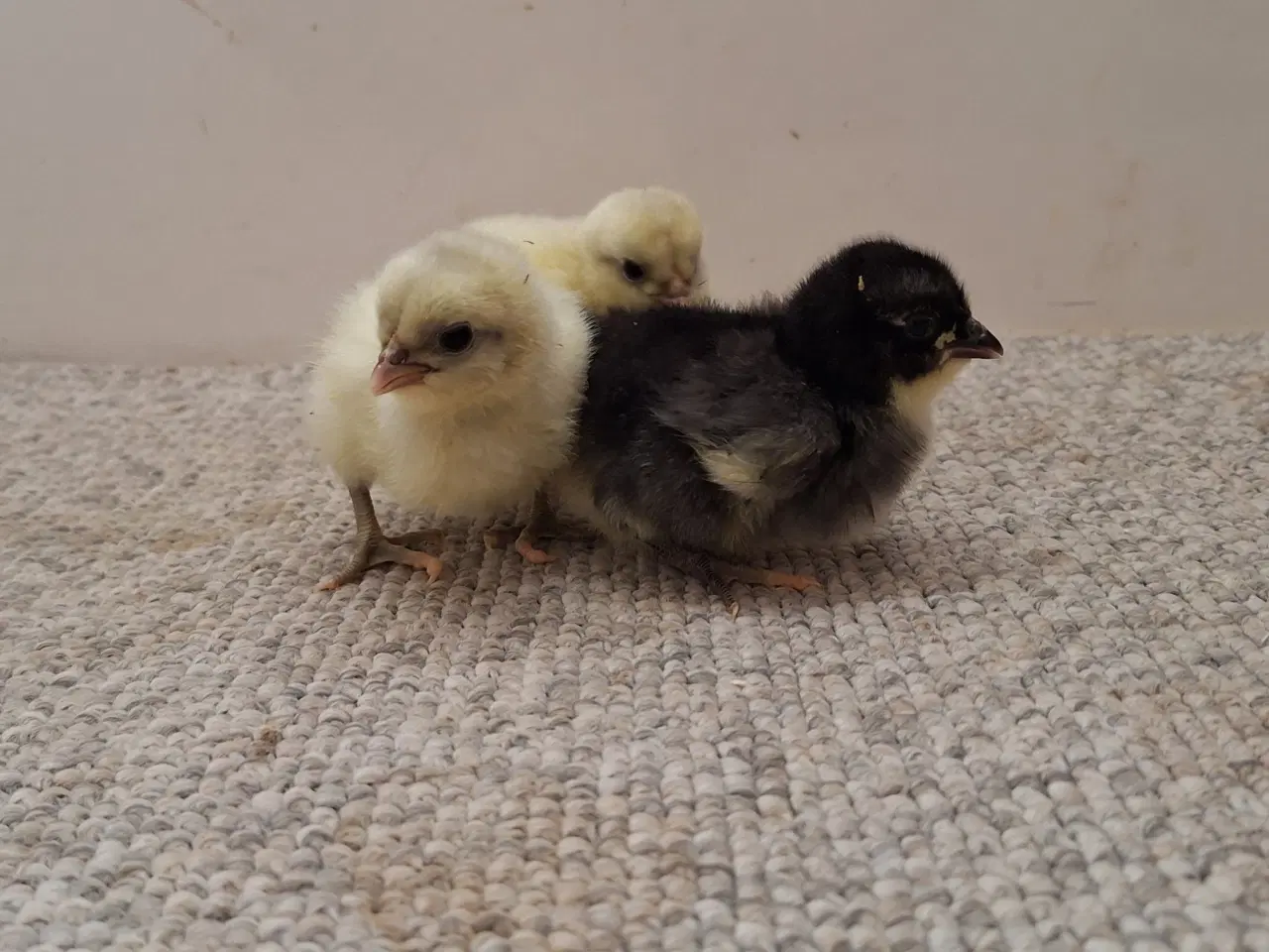 Billede 1 - Dværg Orpington Kyllinger 2 uger