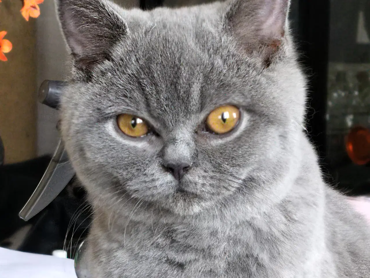 Billede 9 - British Shorthair Killinger 