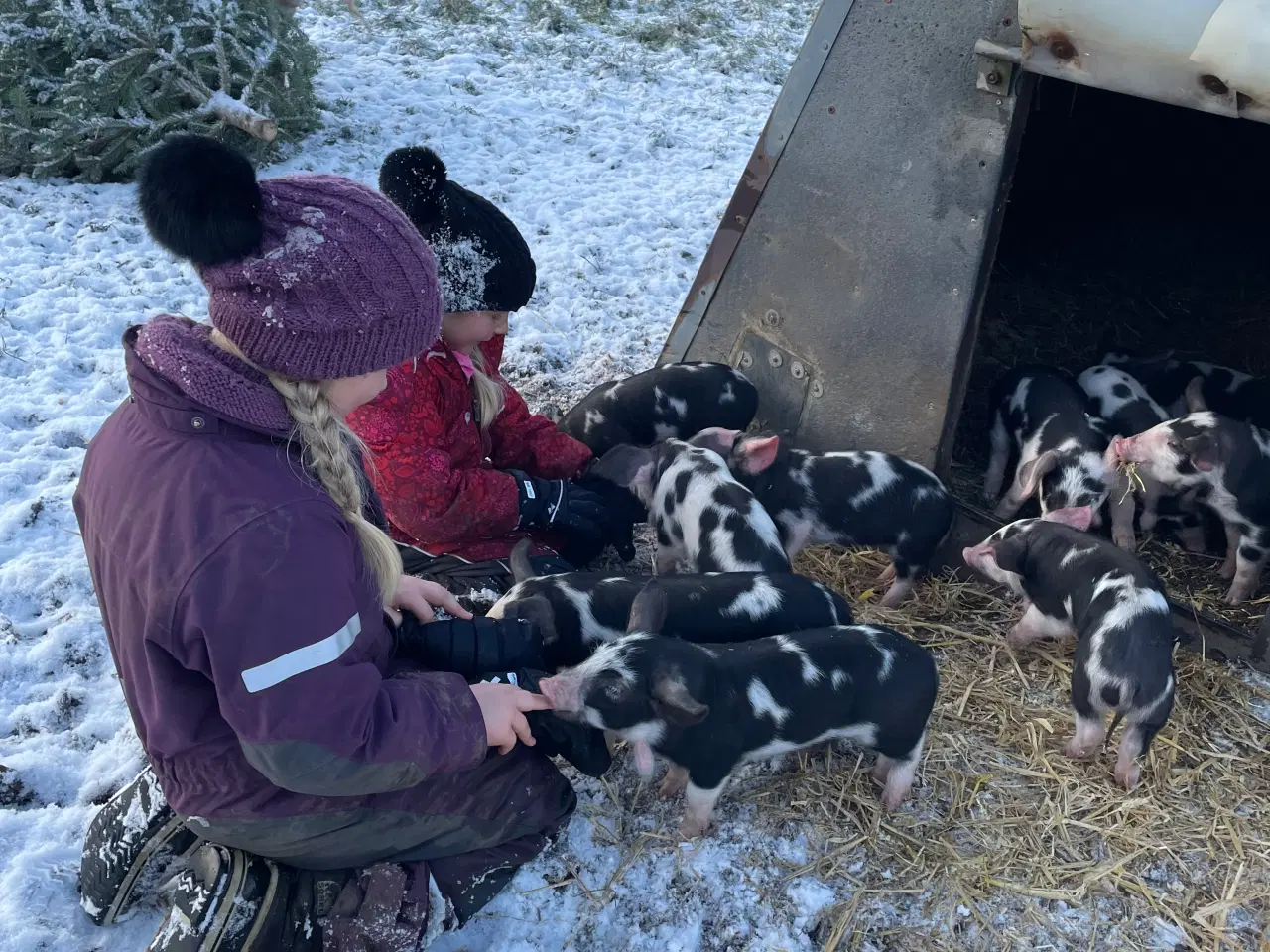 Billede 3 - Sortbroget landracegrise sælges 