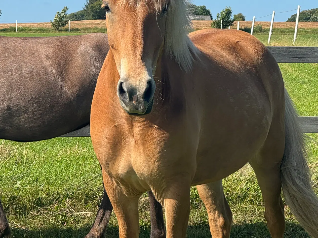 Billede 1 - Stor 6 års islændervallak