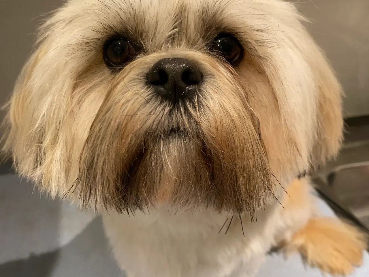 Billede 7 - Lhasa Apso hvalp