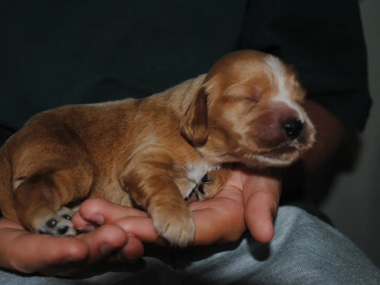 Billede 4 - Cocker Spaniel hvalpe