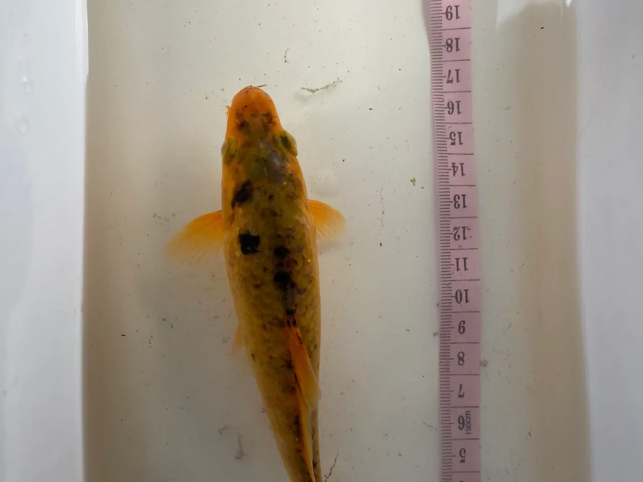 Billede 2 - Koi karper 