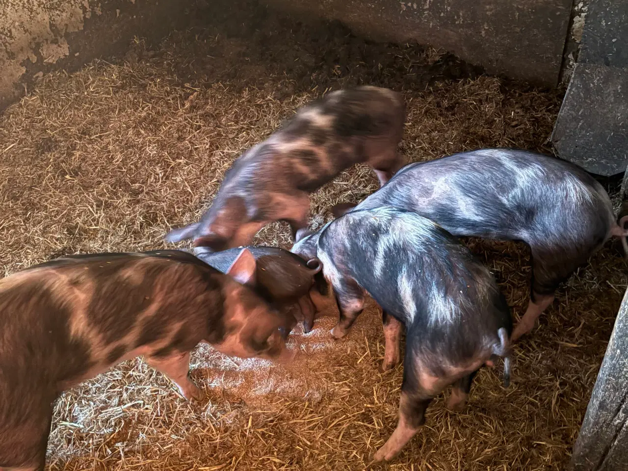 Billede 1 - Grise blandt med vildt svin 
