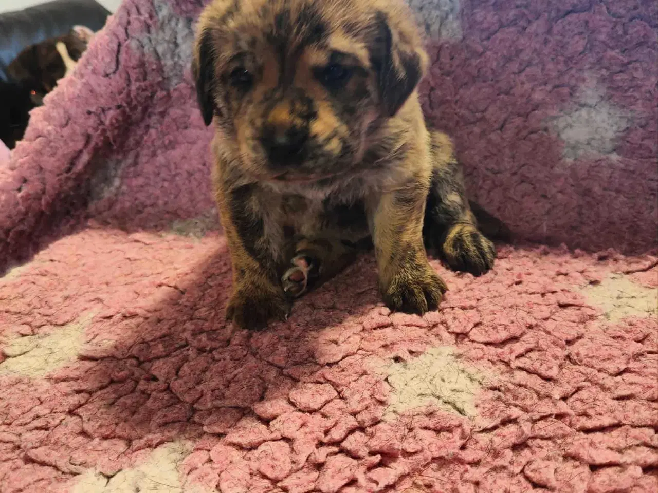 Billede 2 - Dejlige familie blandings basser